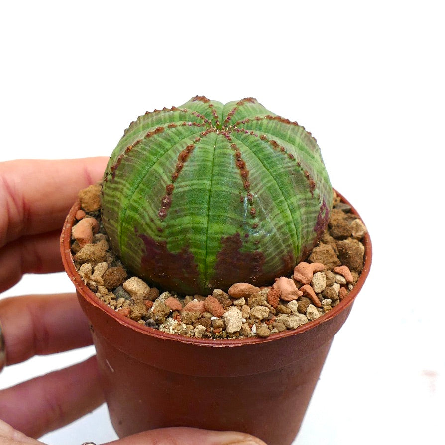 Euphorbia obesa BROWN MARKS