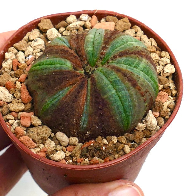 Euphorbia obesa BROWN MARKS