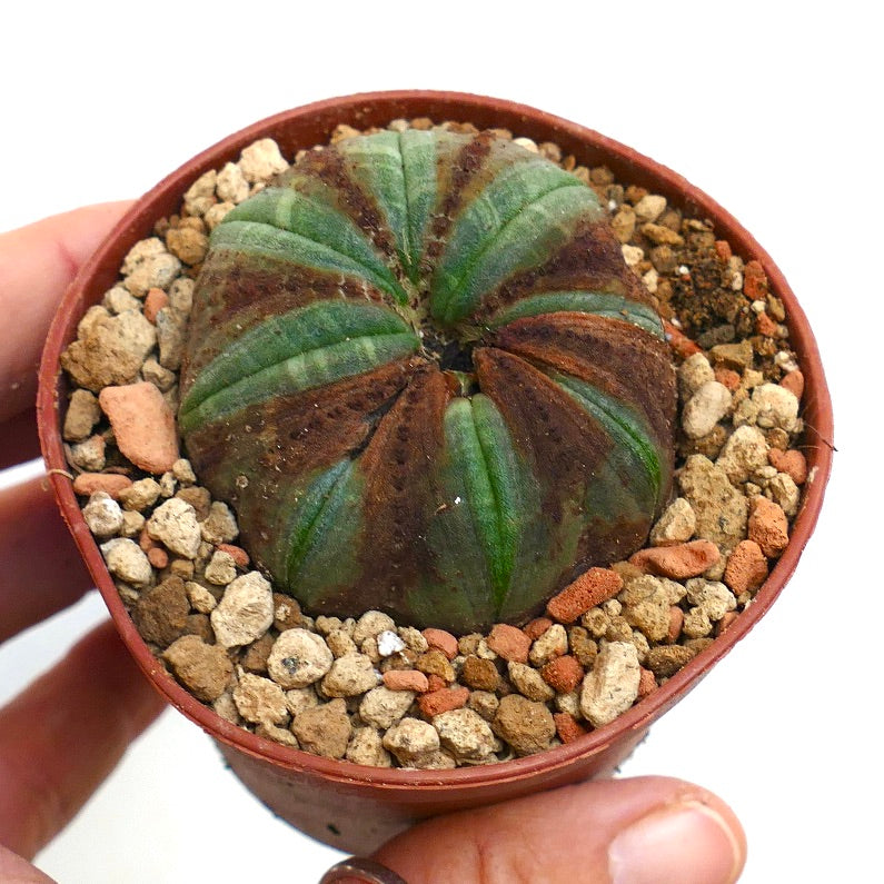 Euphorbia obesa BROWN MARKS