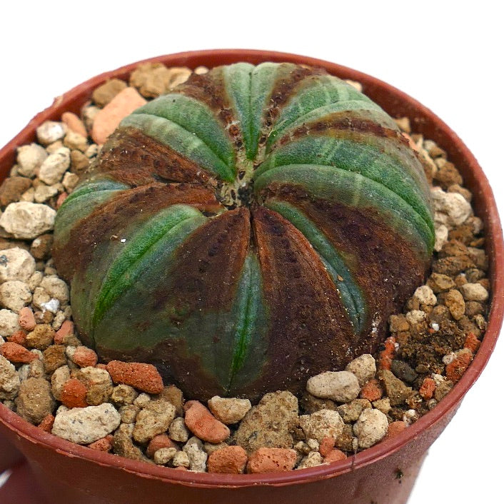 Euphorbia obesa BROWN MARKS