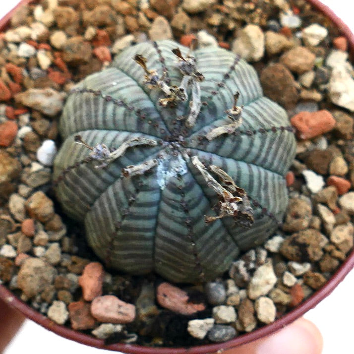 Euphorbia symmetrica GREY STRIATA