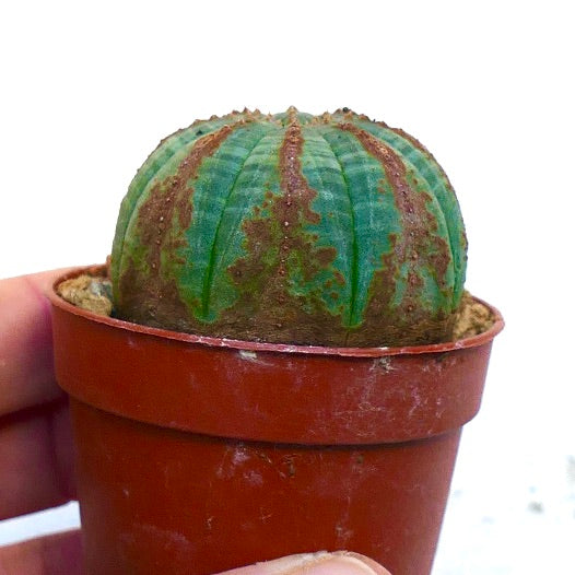 Euphorbia obesa BROWN ARROWS