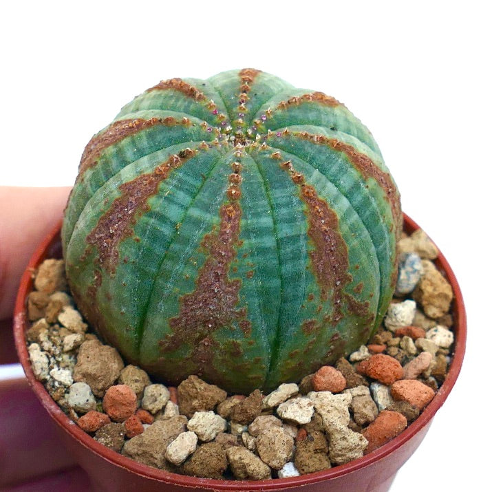 Euphorbia obesa BROWN ARROWS