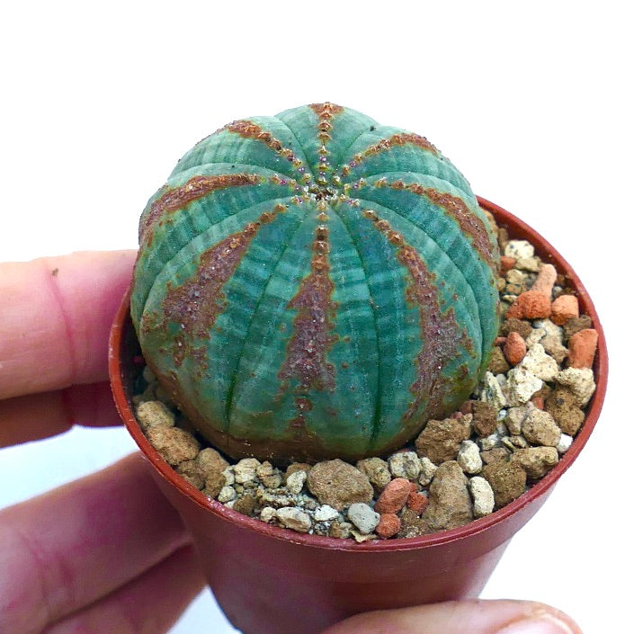 Euphorbia obesa BROWN ARROWS