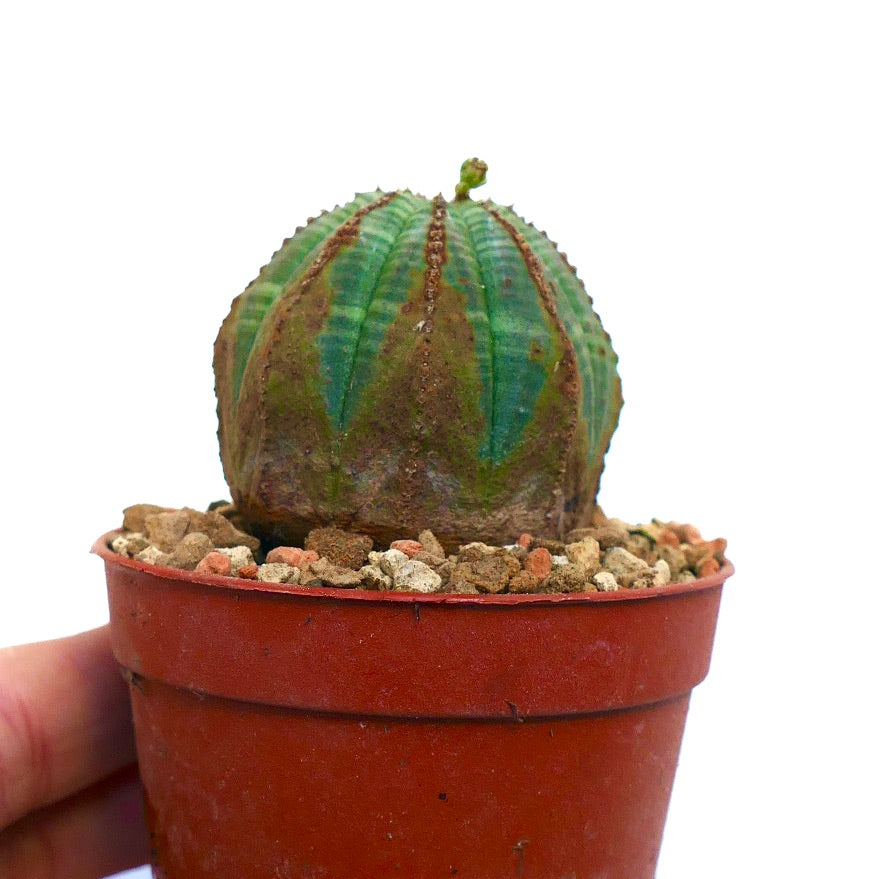 Euphorbia obesa BROWN MARKS