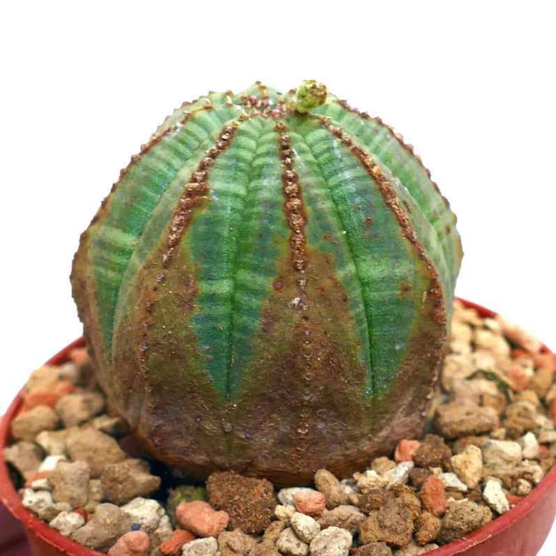 Euphorbia obesa BROWN MARKS