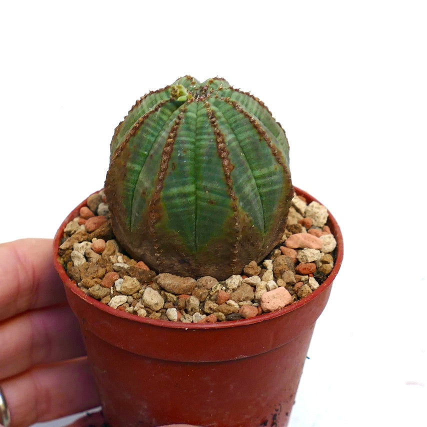 Euphorbia obesa BROWN MARKS