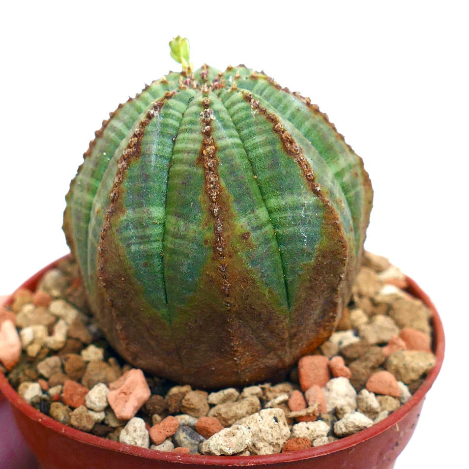 Euphorbia obesa BROWN MARKS