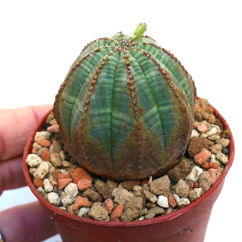 Euphorbia obesa BROWN MARKS