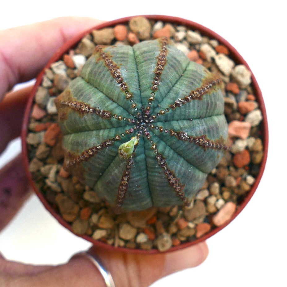 Euphorbia obesa BROWN MARKS