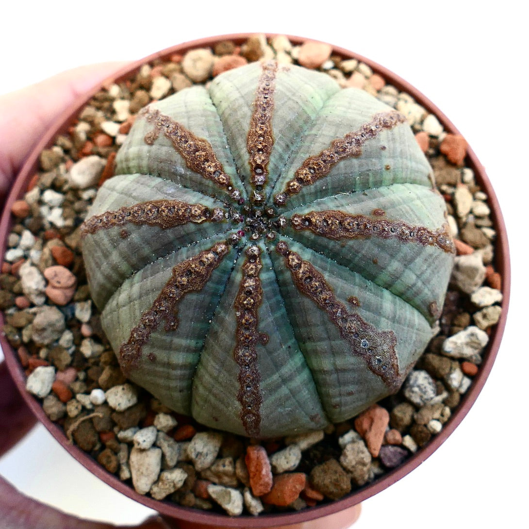 Euphorbia obesa BROWN LINE MARKS