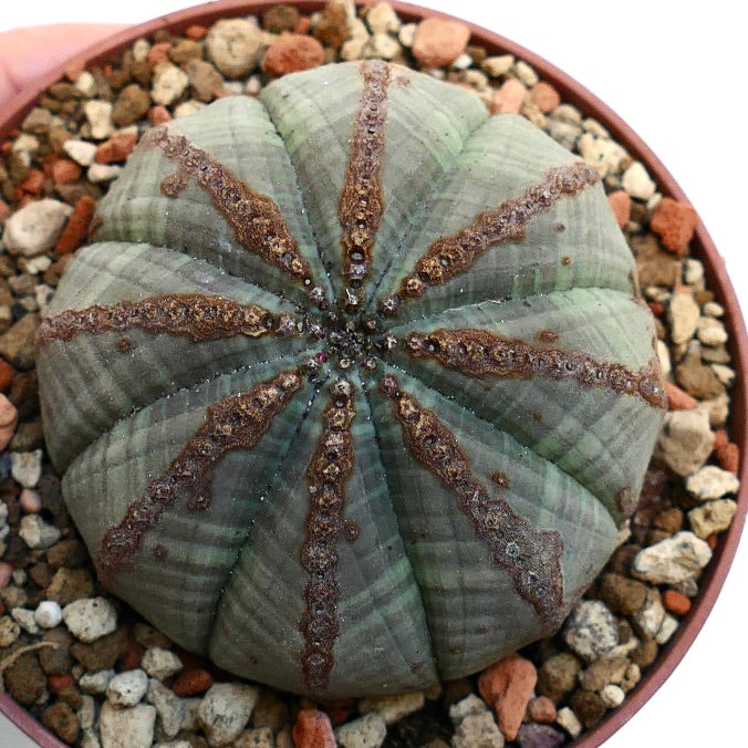 Euphorbia obesa BROWN LINE MARKS