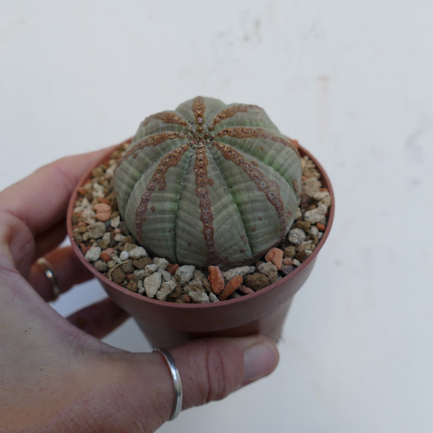 Euphorbia obesa BROWN LINE MARKS