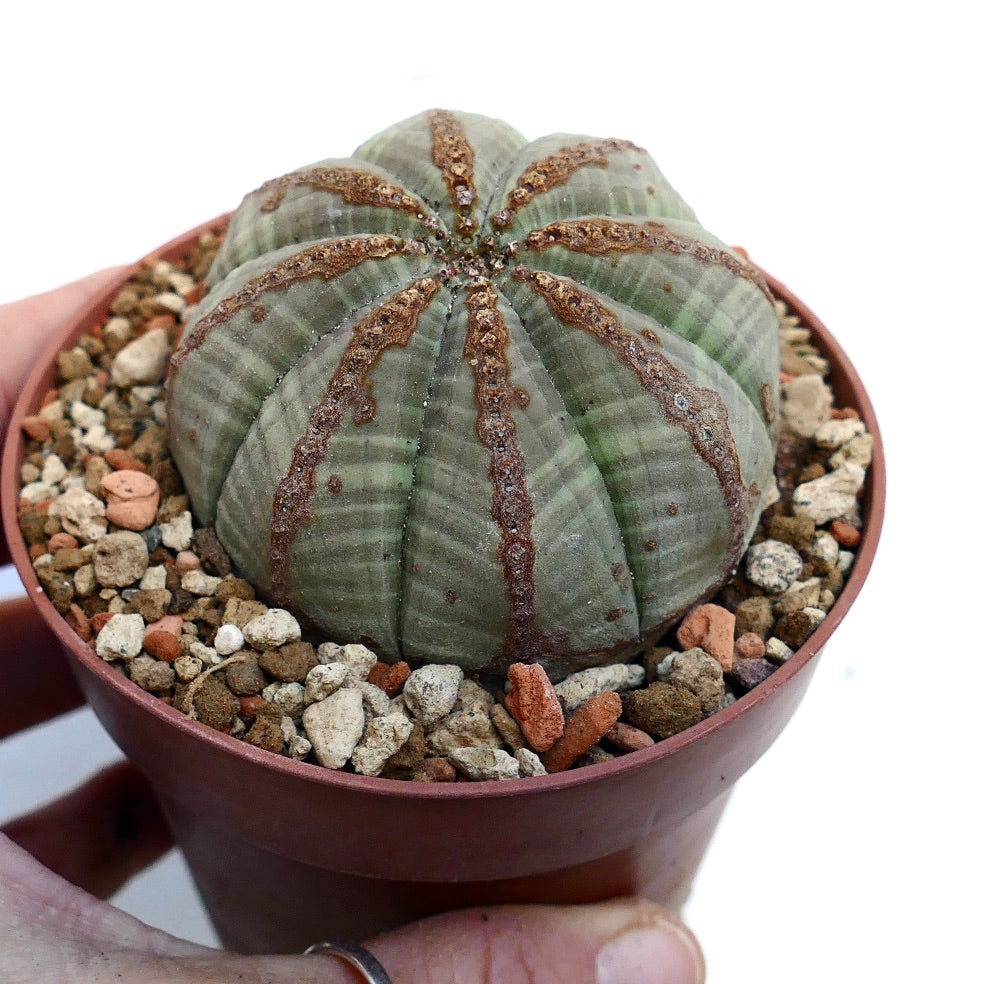 Euphorbia obesa BROWN LINE MARKS