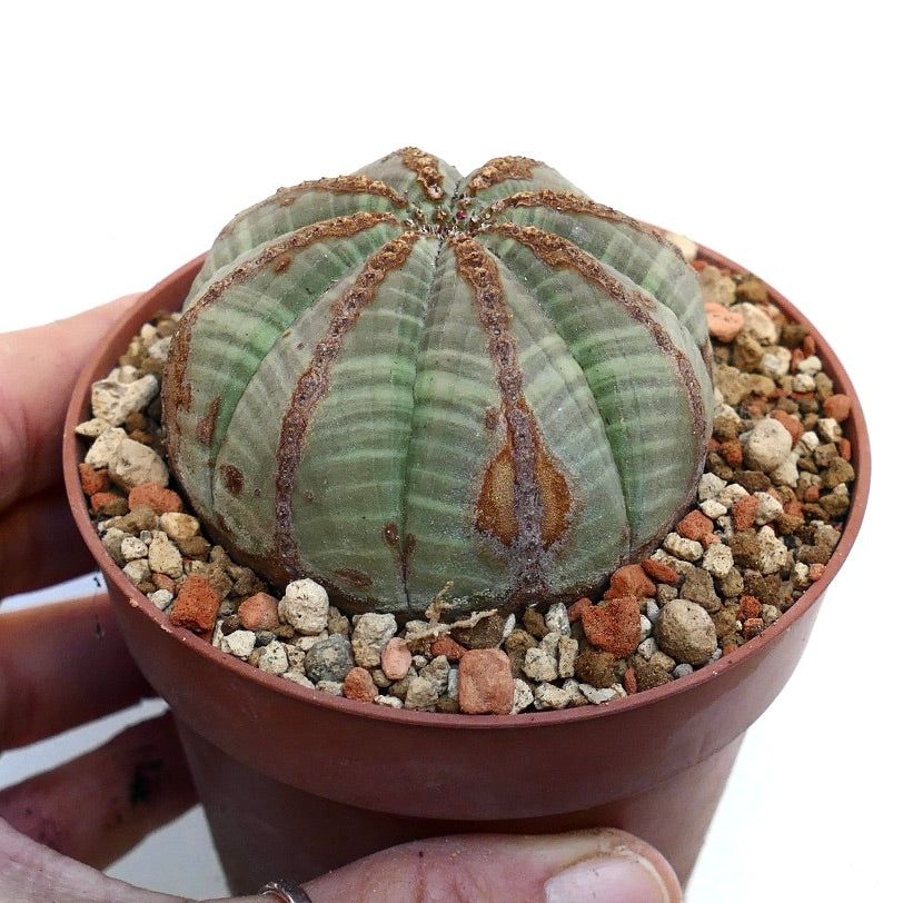 Euphorbia obesa BROWN LINE MARKS