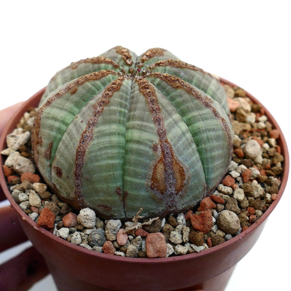 Euphorbia obesa BROWN LINE MARKS