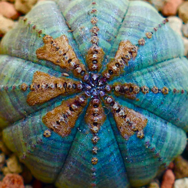 Euphorbia obesa BROWN MARKS