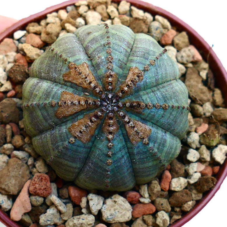 Euphorbia obesa BROWN MARKS