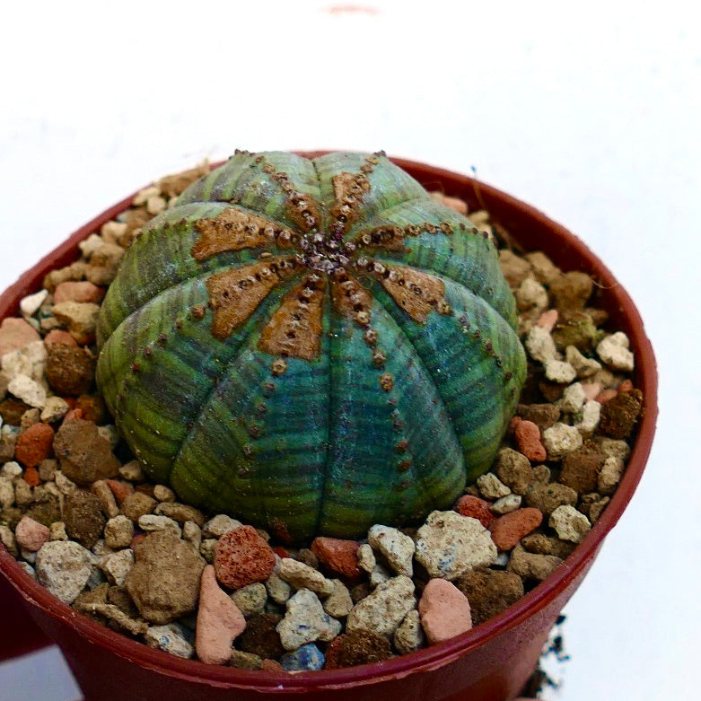 Euphorbia obesa BROWN MARKS