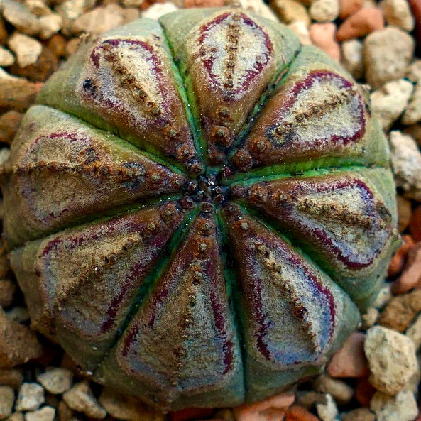 Euphorbia obesa BROWN MARKS