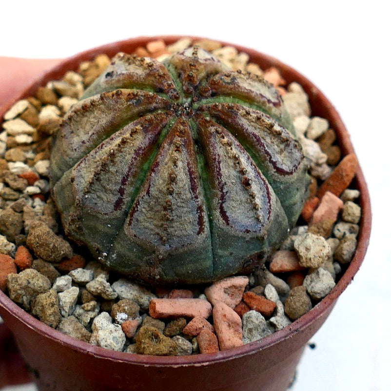 Euphorbia obesa BROWN MARKS