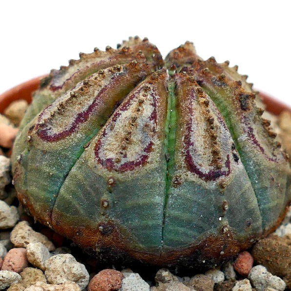 Euphorbia obesa BROWN MARKS