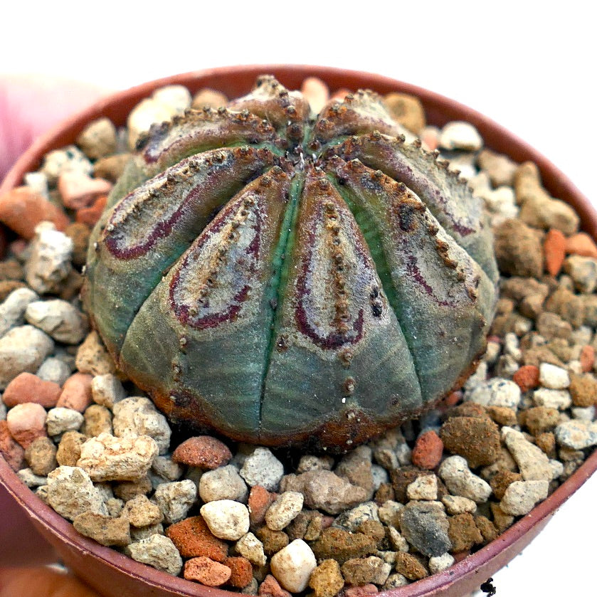 Euphorbia obesa BROWN MARKS