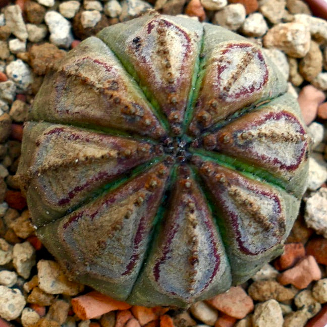 Euphorbia obesa BROWN MARKS