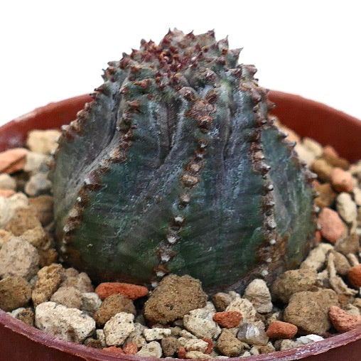 Euphorbia obesa MONSTRUOSUS KIKKO