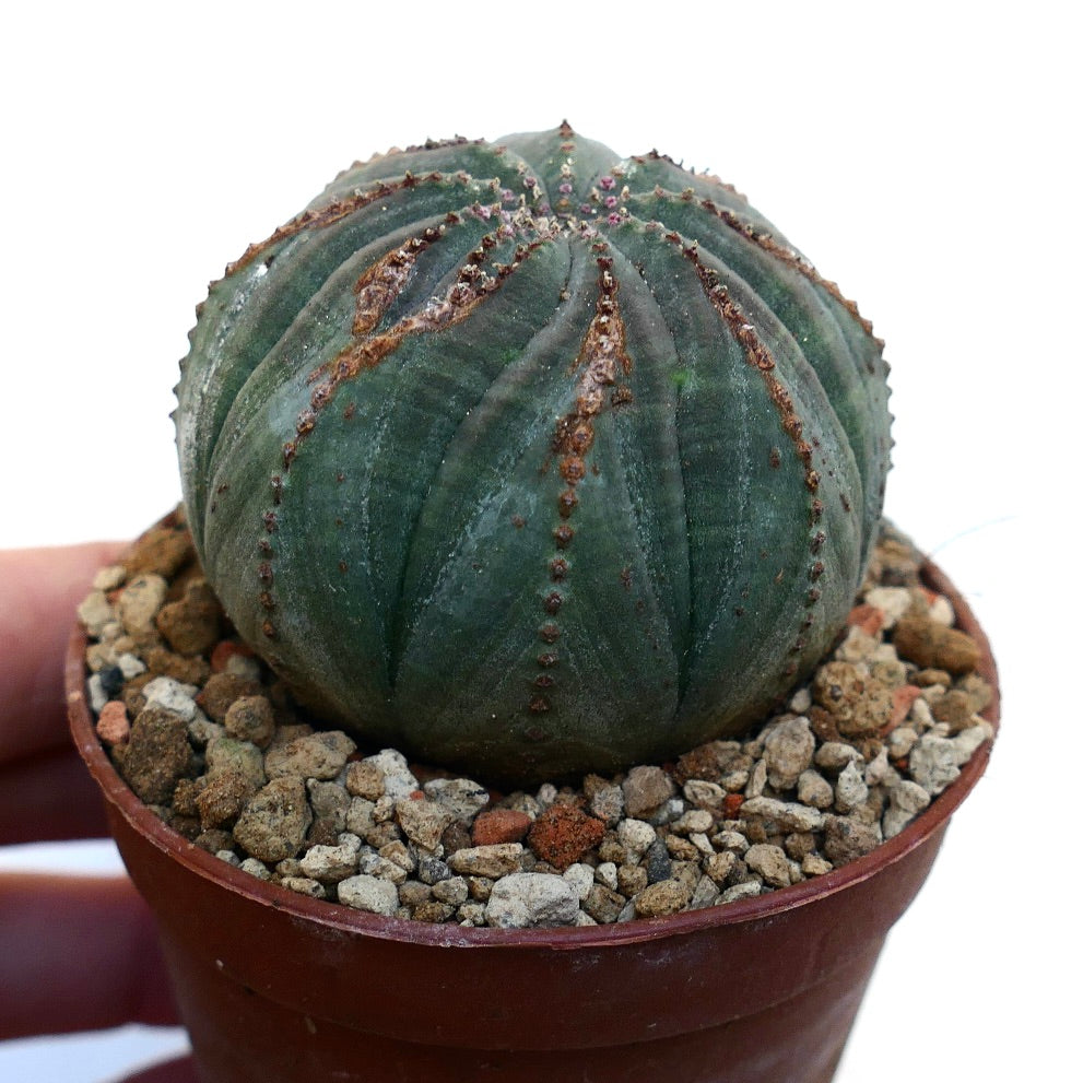 Euphorbia obesa BROWN MARKS