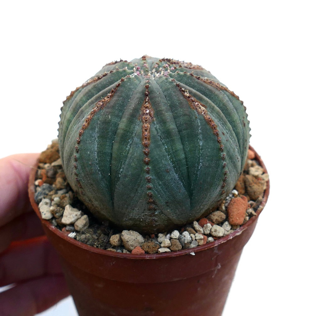 Euphorbia obesa BROWN MARKS