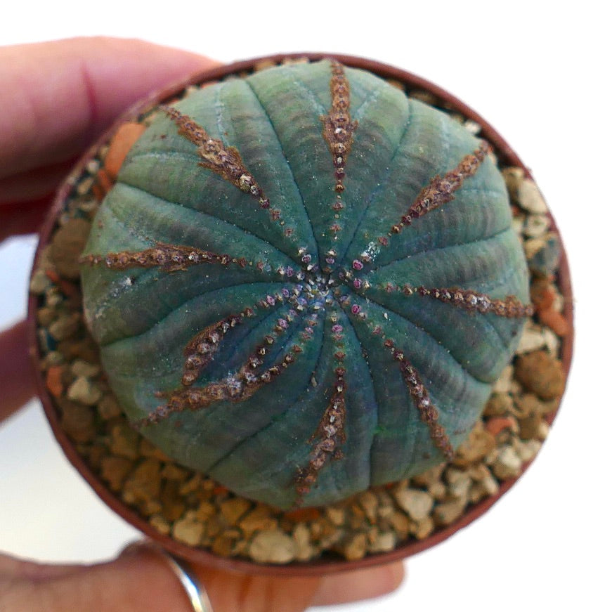 Euphorbia obesa BROWN MARKS