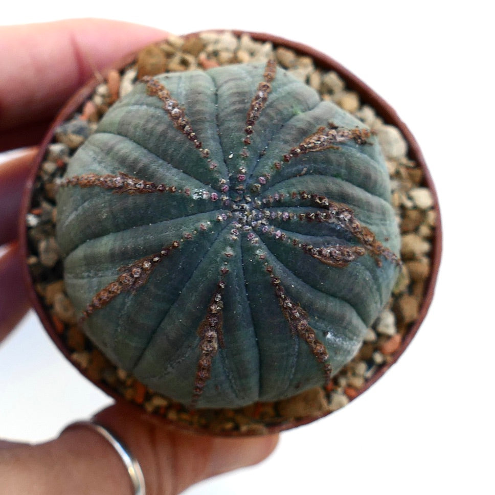 Euphorbia obesa BROWN MARKS