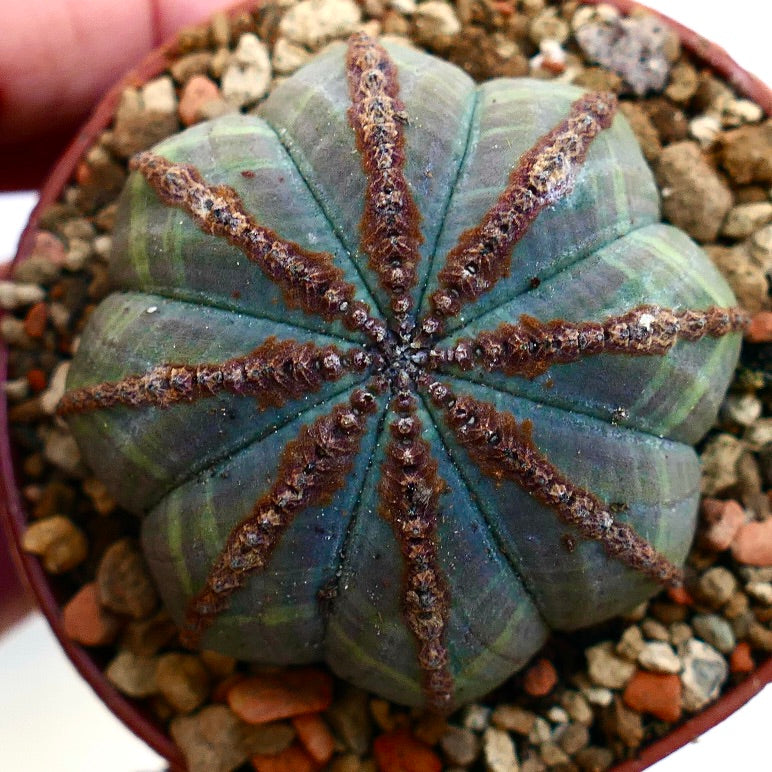 Euphorbia obesa BROWN MARKS