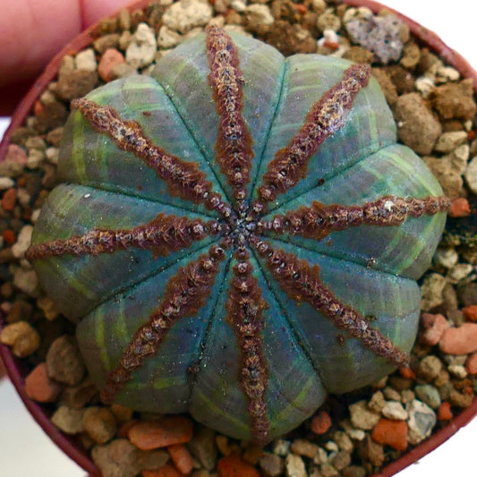 Euphorbia obesa BROWN MARKS