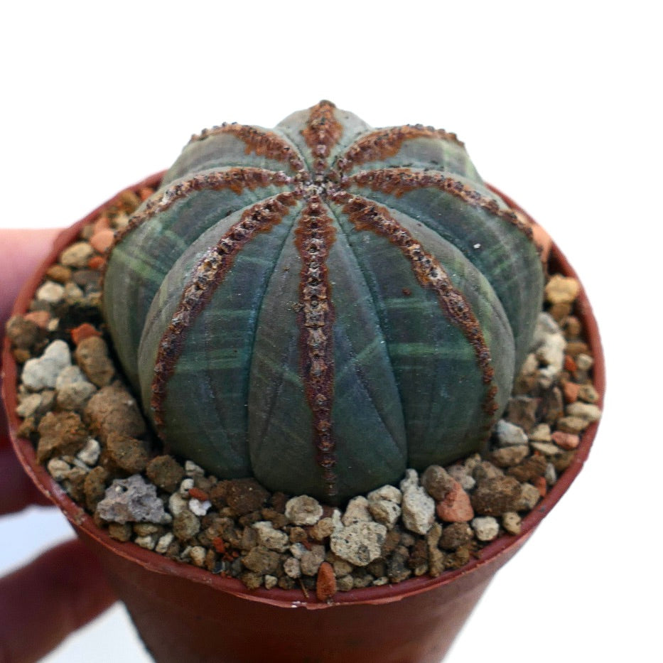 Euphorbia obesa BROWN MARKS