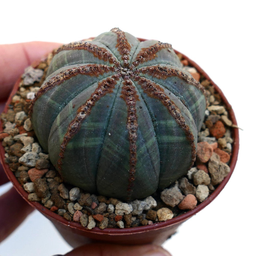 Euphorbia obesa BROWN MARKS