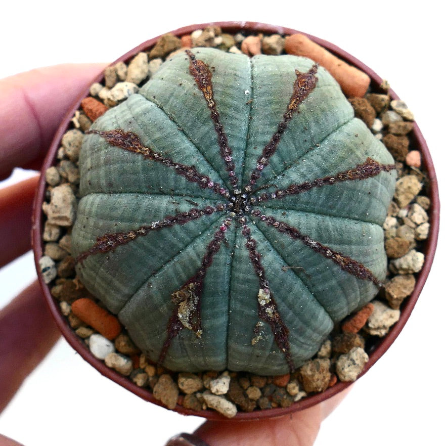 Euphorbia obesa BROWN LINES