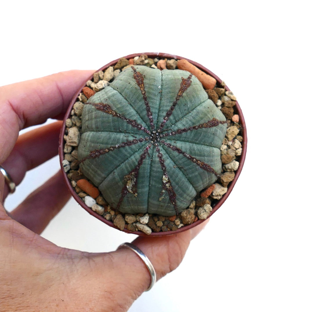 Euphorbia obesa BROWN LINES