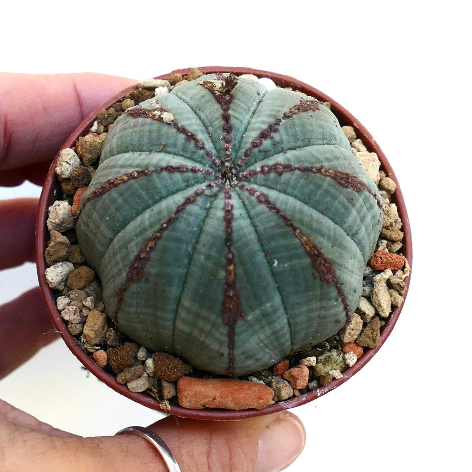 Euphorbia obesa BROWN LINES