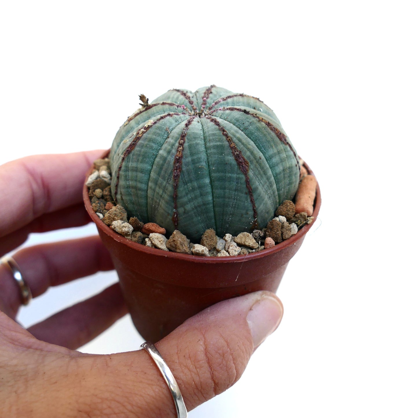 Euphorbia obesa BROWN LINES