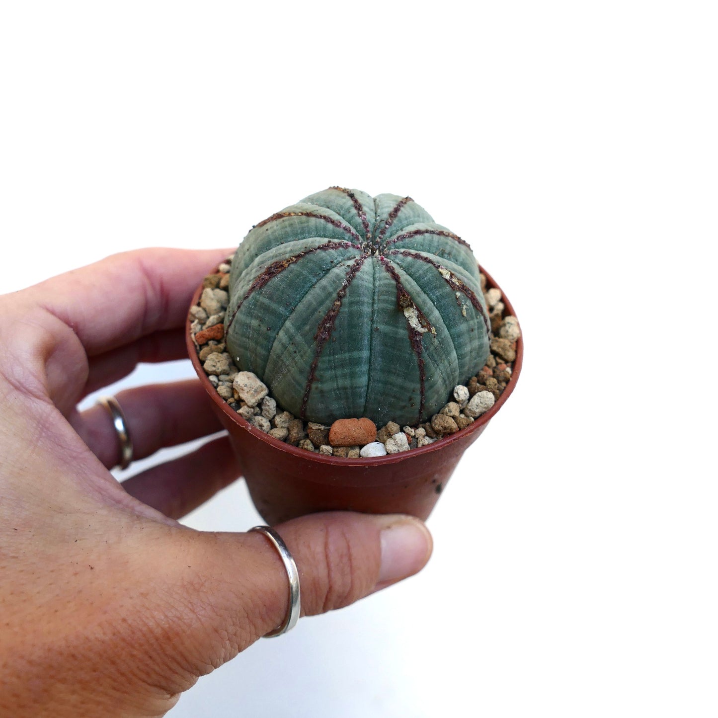 Euphorbia obesa BROWN LINES