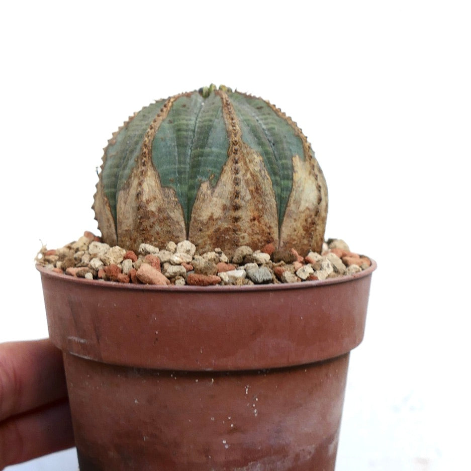 Euphorbia obesa BROWN MARKS