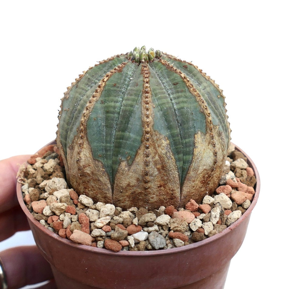 Euphorbia obesa BROWN MARKS