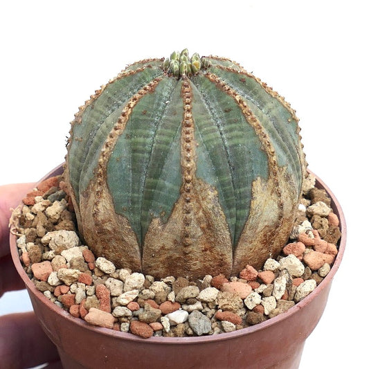 Euphorbia obesa BROWN MARKS