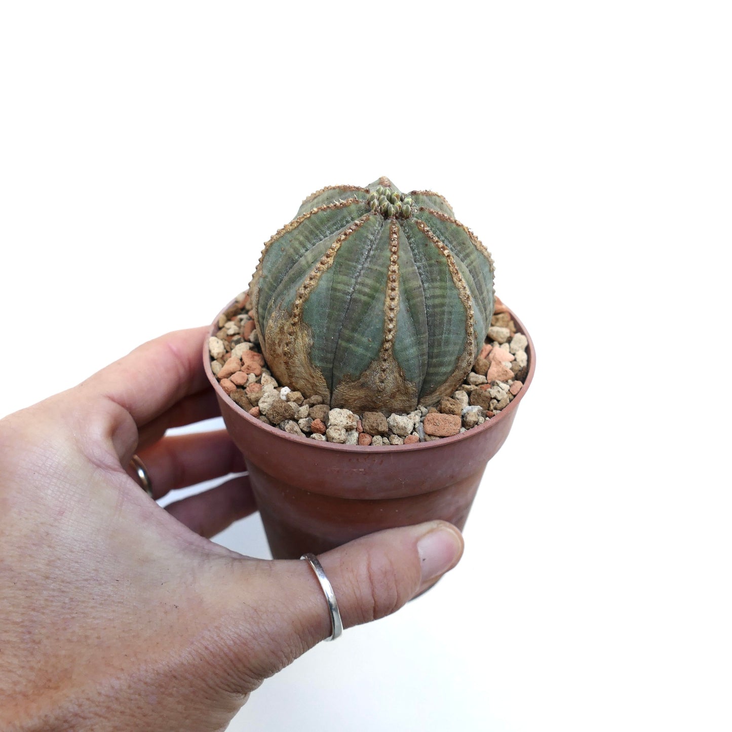 Euphorbia obesa BROWN MARKS