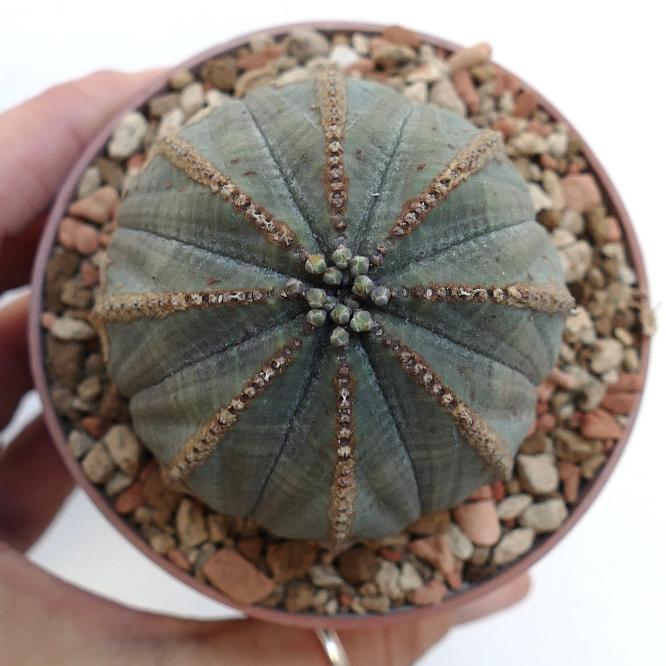 Euphorbia obesa BROWN MARKS