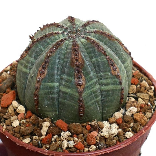 Euphorbia obesa BROWN LINES