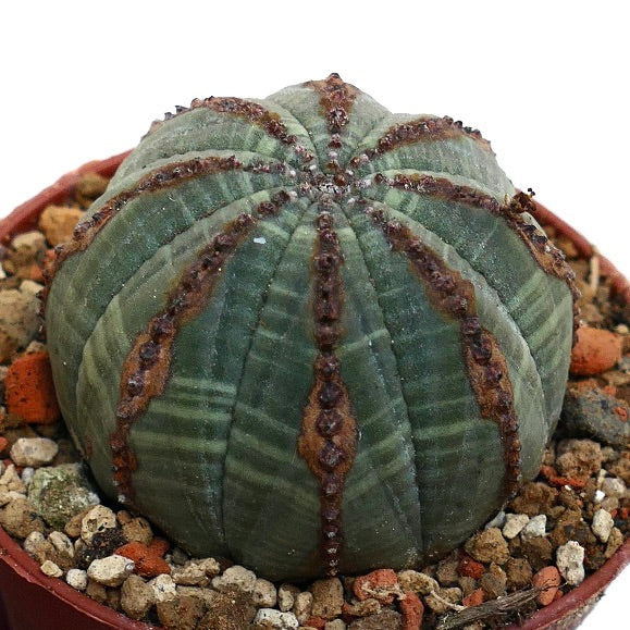 Euphorbia obesa BROWN LINES