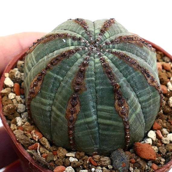 Euphorbia obesa BROWN LINES